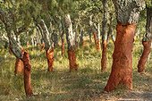 Cork oak bark - Plaine des Maures France 