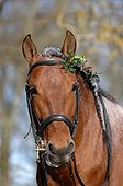 Portrait stallion Pure Bred Spanish - France