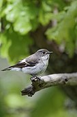 Pied flycatcher on a branch - Midlands UK