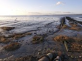 Pipe into sea at Severn beach on the estuary - Angleterre UK