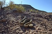 Horned Viper in the desert - Ouarzazate Morocco