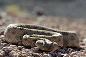 Horned Viper in the desert - Ouarzazate Morocco