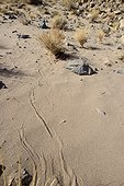 Horned Viper tracks  in the desert - Ouarzazate Morocco