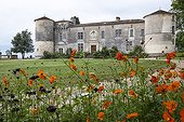 Cosmos in bloom at Château de Carles - Gironde - France
