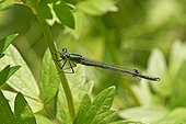 Scarce Emerald Damselfly male on stem - Denmark