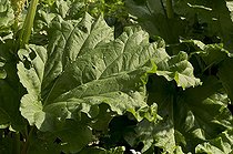 Rabarber leaves- Denmark