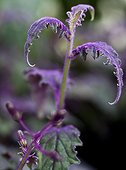 Feuillage de Gynura dans un jardin ; Le gynura, couvert de poils mauves, a un look bizarre. Mais c'est une plante d'intérieur parmi celles qui résistent le mieux à l'air sec, ou empoussiéré, et excellente pour dépolluer.