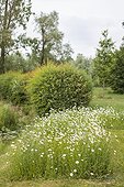 Oxeyedaisies in bloom in a garden