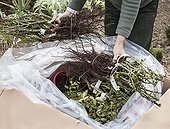 Réception d'une commande de rosiers pour le jardin ; Les plantes sont sorties le plus vite et mises au frais en attendant la plantation.