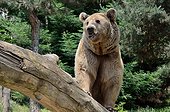 Male brown bear - Animal Park Argeles Pyrénées France