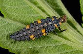 7 points Ladybug larva on a leaf - France 