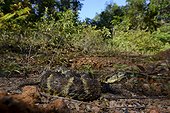 Lance-headed viper on ground - French Guiana