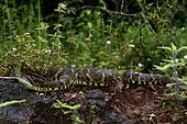 Lance-headed viper on ground - French Guiana