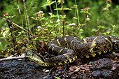 Lance-headed viper on ground - French Guiana