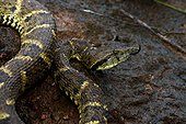Portrait of Lance-headed viper on ground - French Guiana