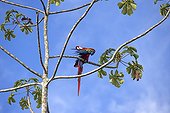 Scarlet Macaw on a branch - Amazonas Brazil