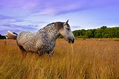 Percheron mare dappled grazing in a meadow - Brittany France ; Age: 10 years