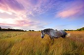 Percheron mare dappled in a meadow - Brittany France ; Age: 10 years