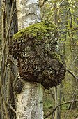 Burr on a silver birch - Forest of Coye France 