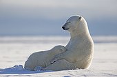 Polar Bear female suckling her cub - Barter Island Alaska