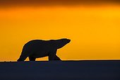 Polar bears at sunset - Barter Island Alaska