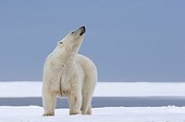 Polar bear female taking the wind - Barter Island Alaska