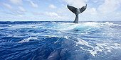 Humpback whale tail on surface - Vava?u Tonga