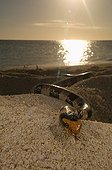 Banded sea krait on beach - New Caledonia