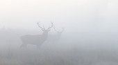 Stags Red Deers walking side by side in the mist - GB