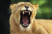Lion - Africa ; Lionne baillant
