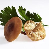 Common Parsley Fairy Ring Mushroom ; Marasme des Oréades avec du persil
