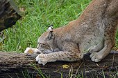 Eurasian lynx is making the claws on a tree trunk  ; Animal Park St. Croix