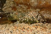 Variable stromb on sand - New Caledonia 