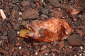 Samar Conch on sand - Tahiti French Polynesia