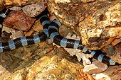 Blue-lipped sea krait on reef - New caledonia