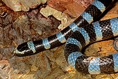 Blue-lipped sea krait on reef - New caledonia