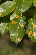 European pear rust - Denmark