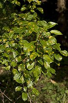 European pear rust - Denmark