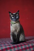 Portrait of white cat with odd eyes - Brazil ; Heterochromia