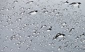 Flight of Common Guillemots in a snowstorm ; World press photo 2014 - Nature , 2nd prize singles