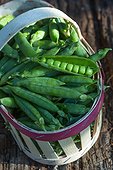 Harvest of garden peas in a kitchen garden