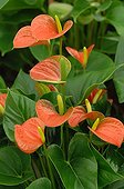 Anthurium in bloom in a garden