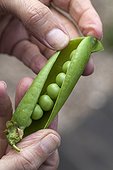 Harvest of garden peas in a kitchen garden