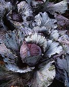 Red cabbages in a kitchen garden