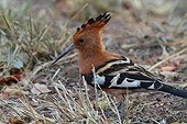 African Hoopoe on ground - Kruger NP  South Africa