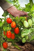 Harvest of elongated tomatoes under greenhouse in a garden