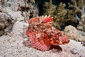 Flathead Scorpionfish on reef - Red Sea Egypt