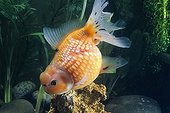 Pearl Scale Goldfish 
