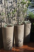 Judas tree planted in Ravel pots on a garden terrace ; Landscaper: Pierre-Alexandre RISSER