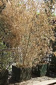 Dried bamboos by lack of watering on a garden terrace